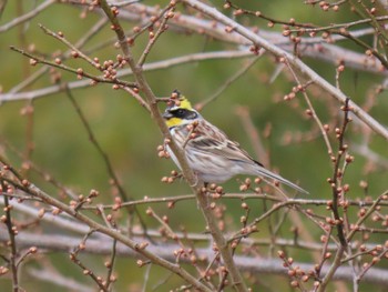 Yellow-throated Bunting 宮城県 Tue, 3/19/2024