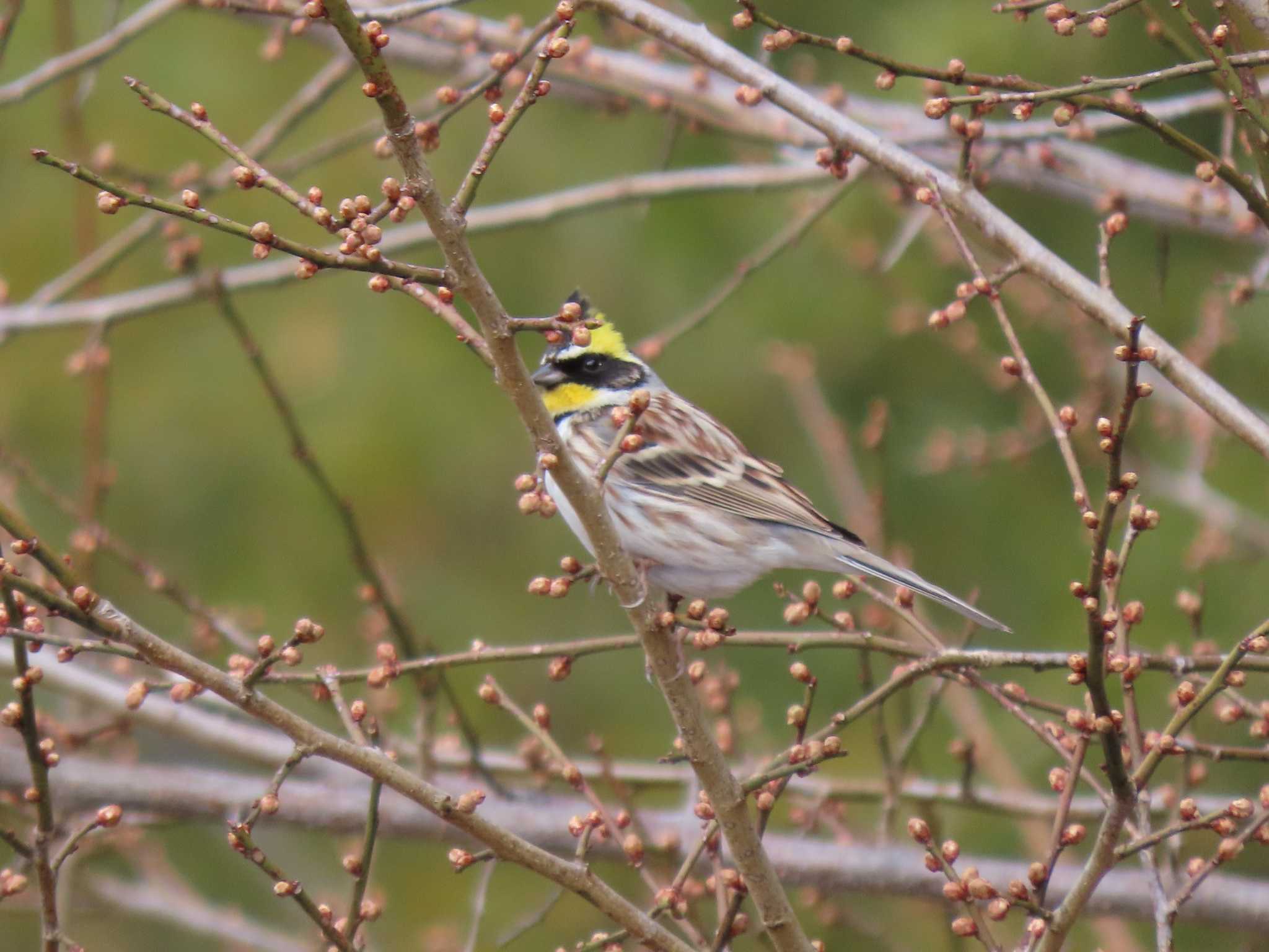 Yellow-throated Bunting