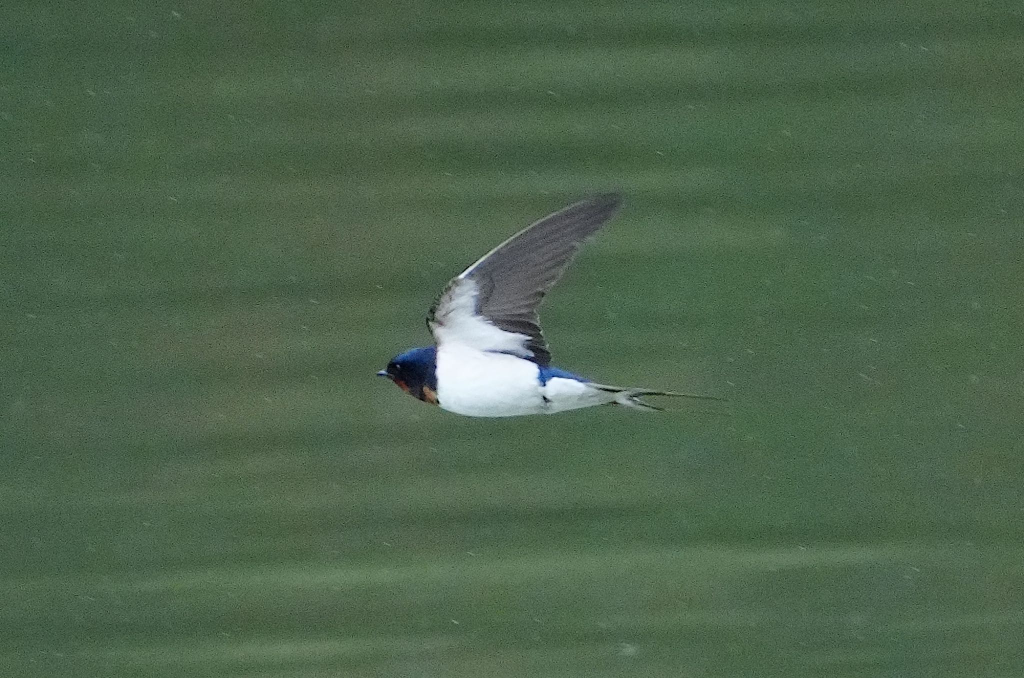 Photo of Barn Swallow at 千里南公園 by アルキュオン