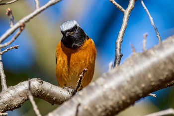 Daurian Redstart 善福寺公園 Fri, 3/15/2024