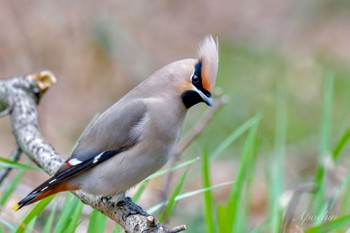 Bohemian Waxwing Kitamoto Nature Observation Park Sat, 3/23/2024