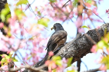 ヒヨドリ 大町自然観察園 2024年3月17日(日)