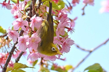 メジロ 大町自然観察園 2024年3月17日(日)