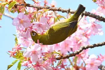 メジロ 大町自然観察園 2024年3月17日(日)