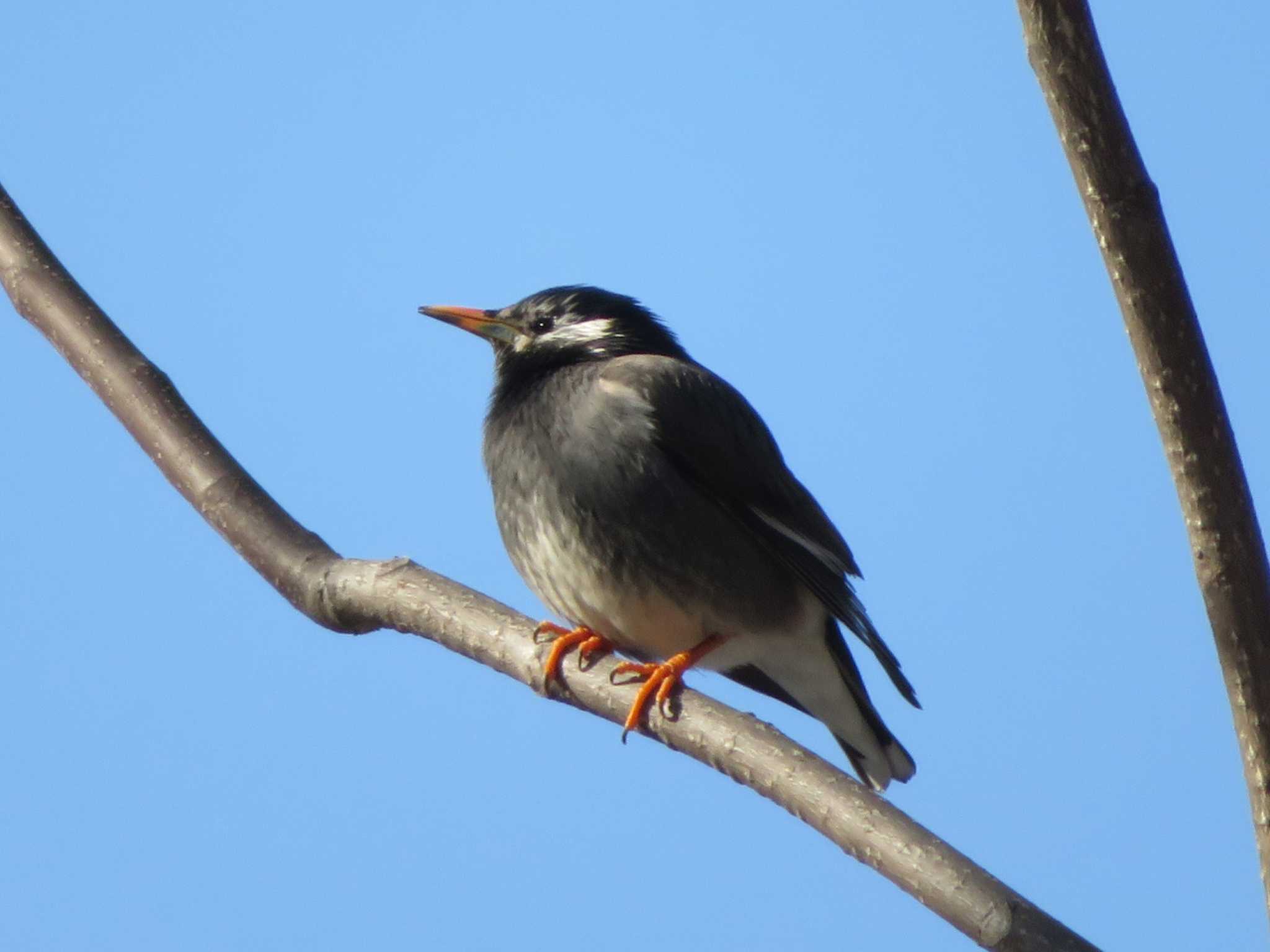 Photo of White-cheeked Starling at 中島公園 by ゴト