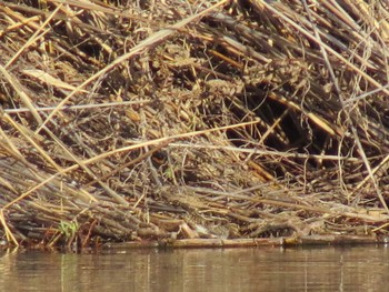 Common Snipe Toneri Park Sun, 12/24/2023