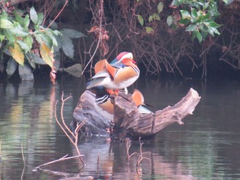 Mandarin Duck Shinjuku Gyoen National Garden Sun, 11/26/2023