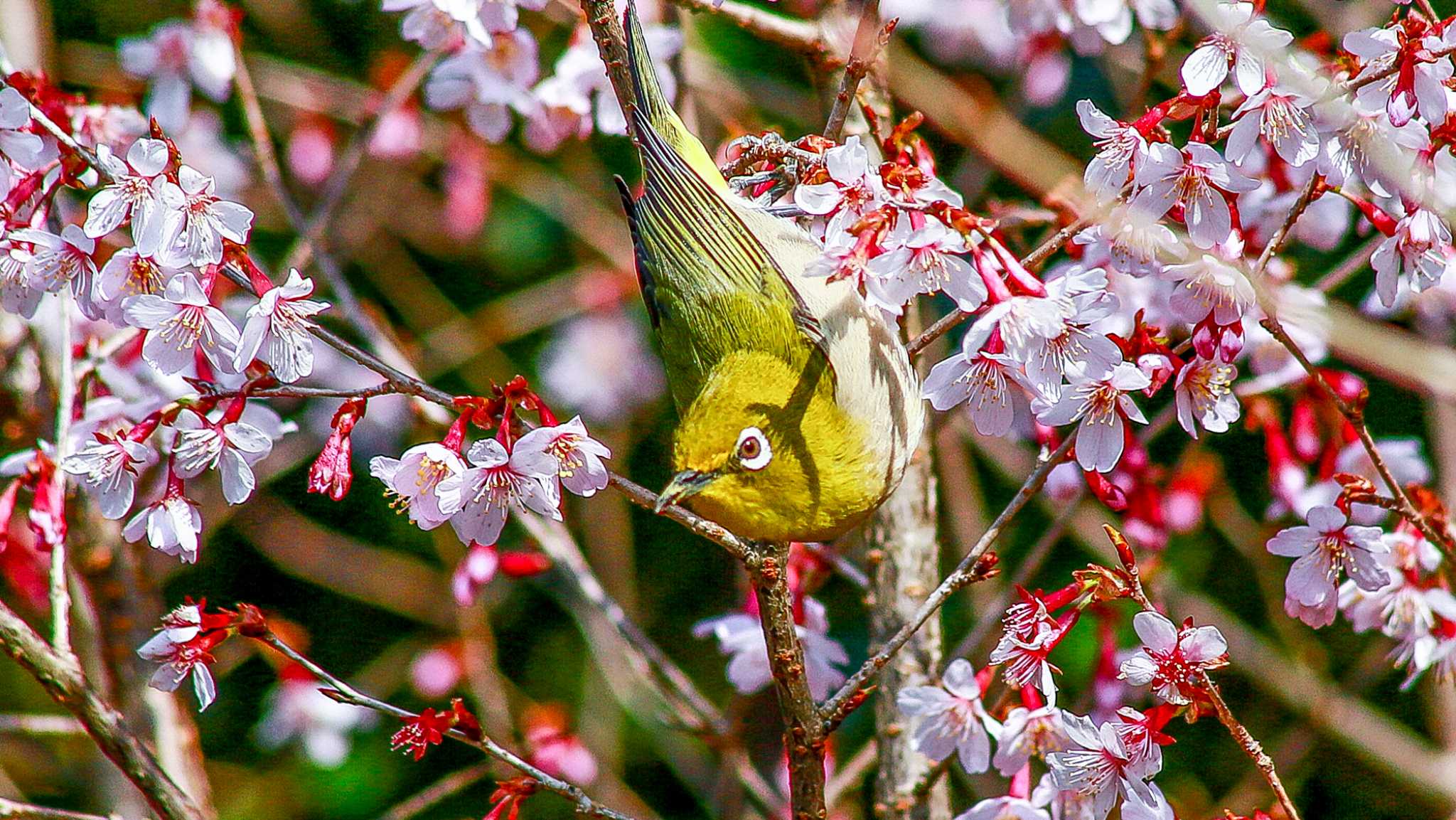 小松市憩いの森 メジロの写真 by BlueBird