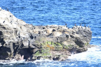 Japanese Cormorant 城ヶ島 Sun, 3/10/2024