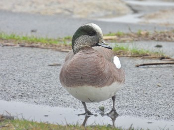 American Wigeon 岡山県 Sun, 3/24/2024