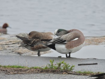 American Wigeon 岡山県 Sun, 3/24/2024