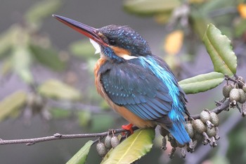 カワセミ こども自然公園 (大池公園/横浜市) 2024年3月24日(日)