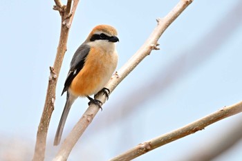 Bull-headed Shrike Suwako Lake Sun, 3/24/2024