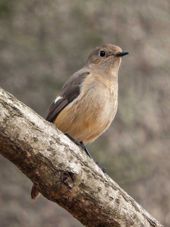 Daurian Redstart 高崎自然の森 Sun, 3/24/2024