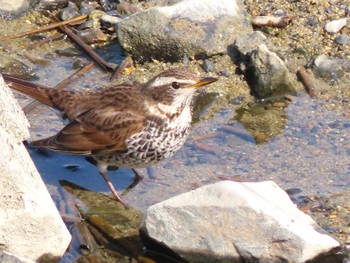 Dusky Thrush 東糸根遊水池 Sat, 3/16/2024