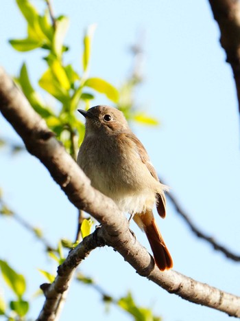 2024年3月9日(土) 江津湖の野鳥観察記録