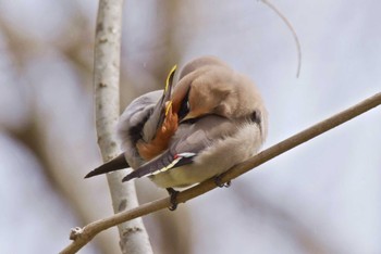 Bohemian Waxwing Unknown Spots Sat, 3/23/2024