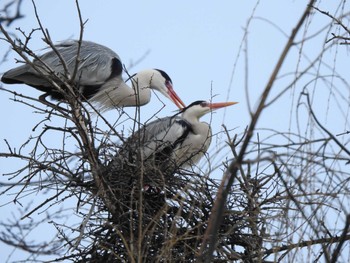 Fri, 3/15/2024 Birding report at 帯広市 帯広川