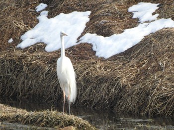 Great Egret 帯広市 帯広川 Fri, 3/15/2024