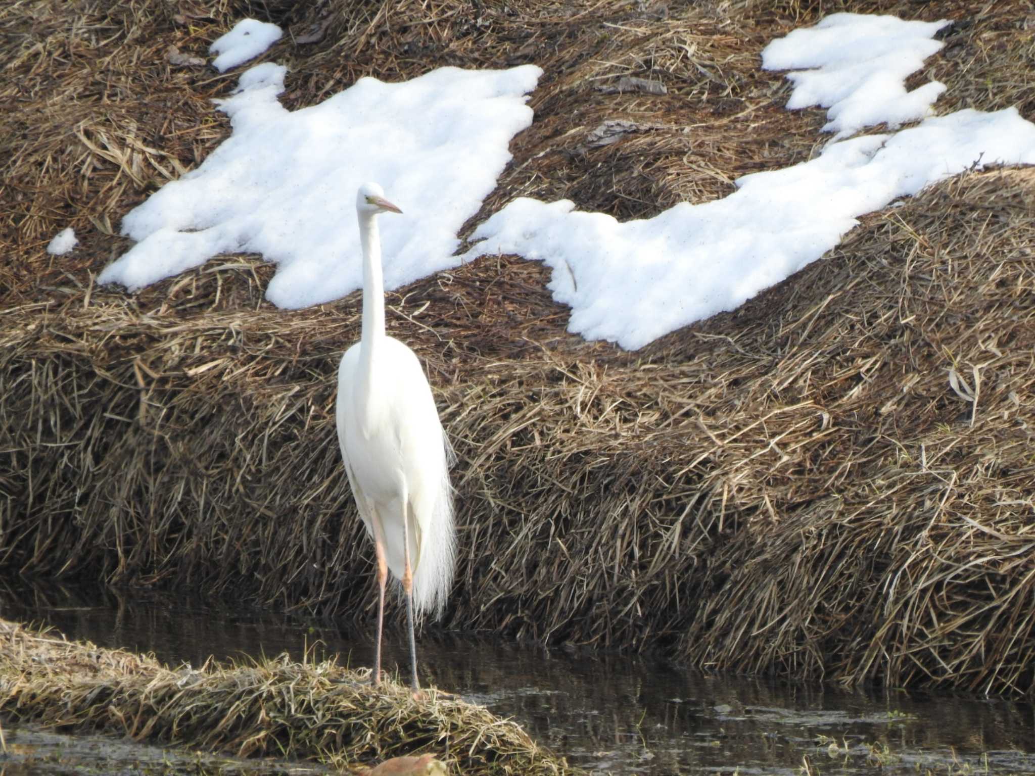 Photo of Great Egret at 帯広市 帯広川 by ノビタキ王国の住民 