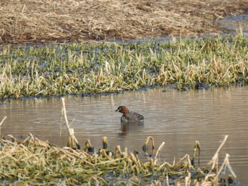 Little Grebe 帯広市 帯広川 Fri, 3/15/2024