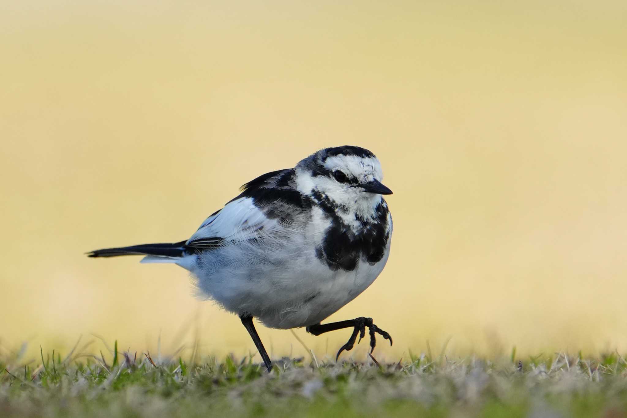 White Wagtail