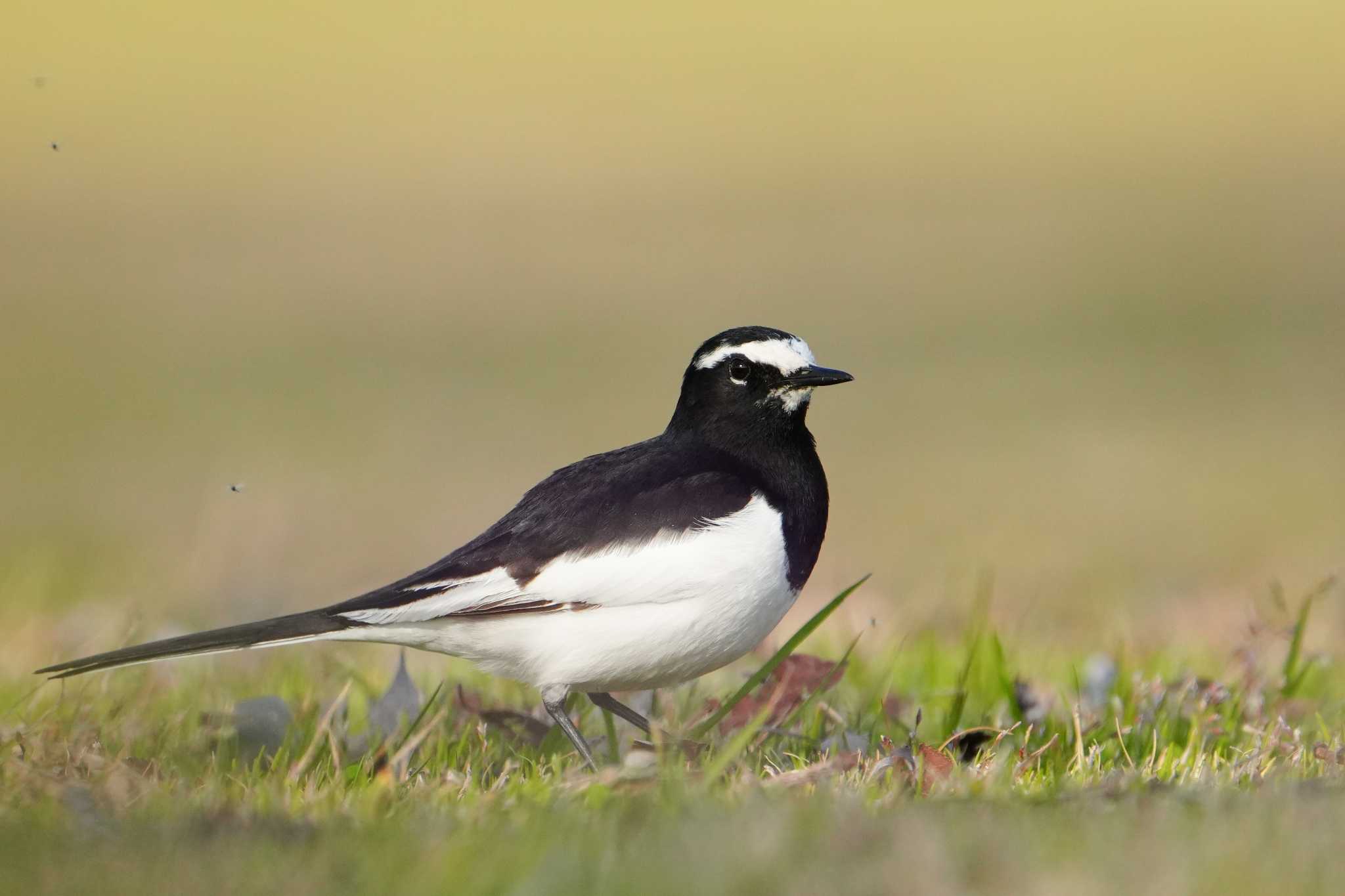 Japanese Wagtail