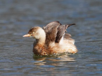 カイツブリ 江津湖 2024年3月9日(土)