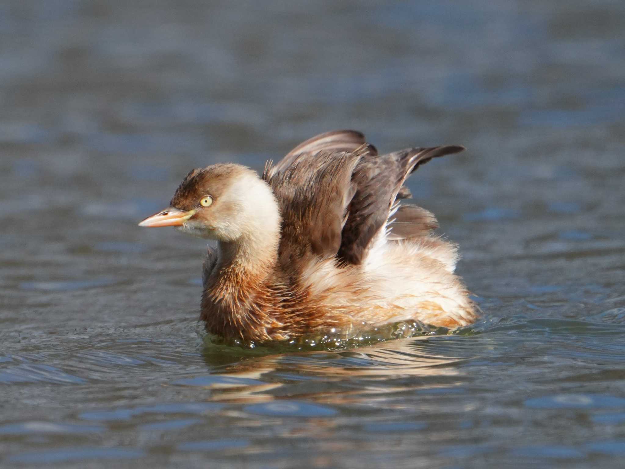 Little Grebe