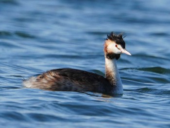 カンムリカイツブリ 江津湖 2024年3月9日(土)