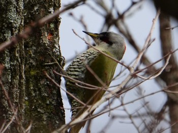 Japanese Green Woodpecker 南阿蘇ビジターセンター Sun, 3/3/2024