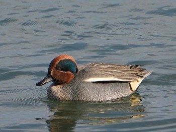 Eurasian Teal 江津湖 Sun, 2/11/2024