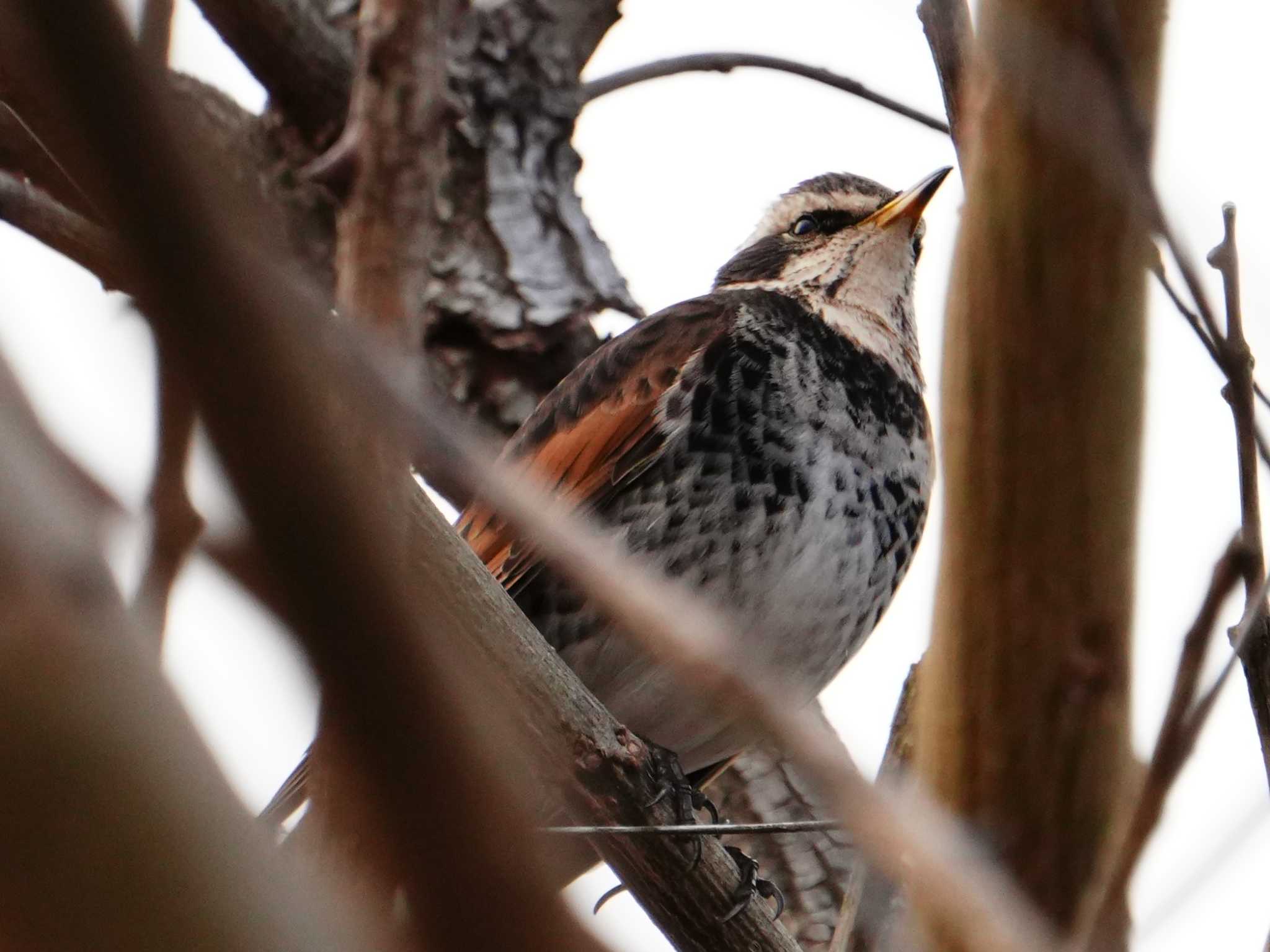 Dusky Thrush