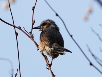 Brown-eared Bulbul 江津湖 Sun, 2/11/2024