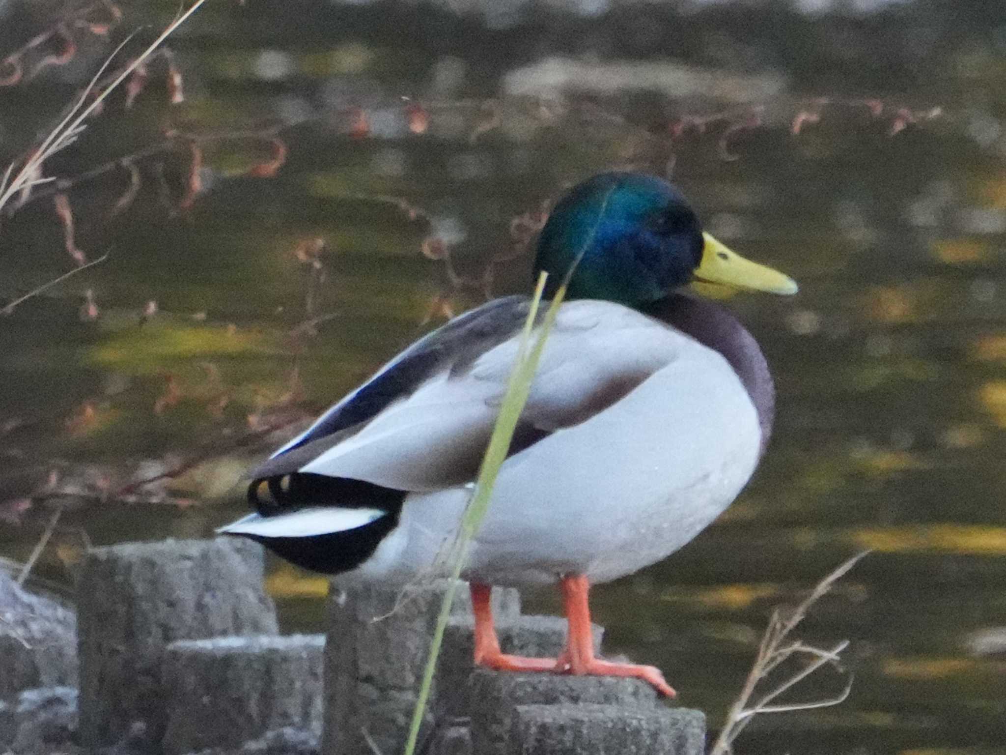 Photo of Mallard at 江津湖 by ksd_おがわ