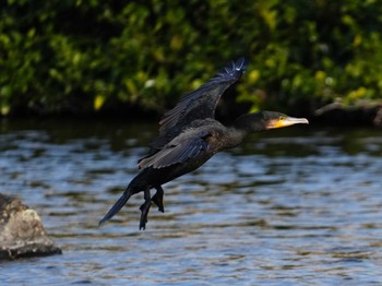 Great Cormorant 江津湖 Sun, 2/11/2024