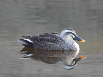 Eastern Spot-billed Duck 江津湖 Sun, 1/14/2024