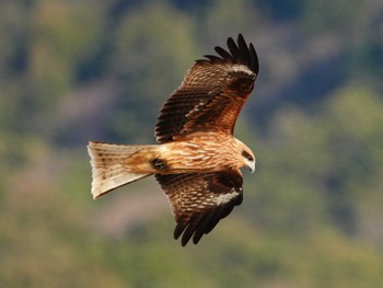 Black Kite 天草 Mon, 2/12/2024