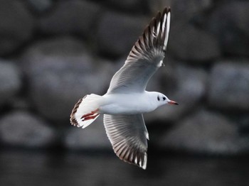 ユリカモメ 江津湖 2024年2月11日(日)