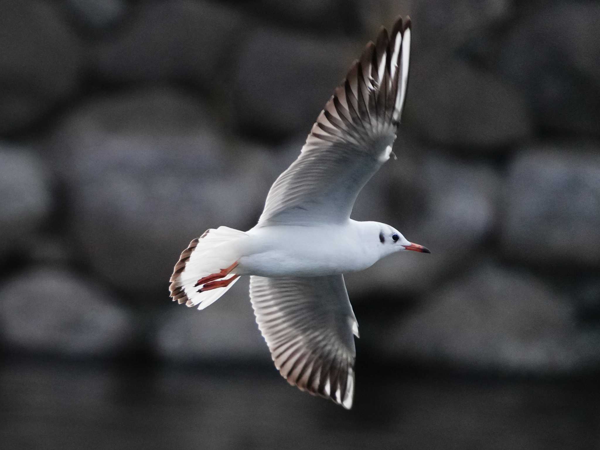 Black-headed Gull