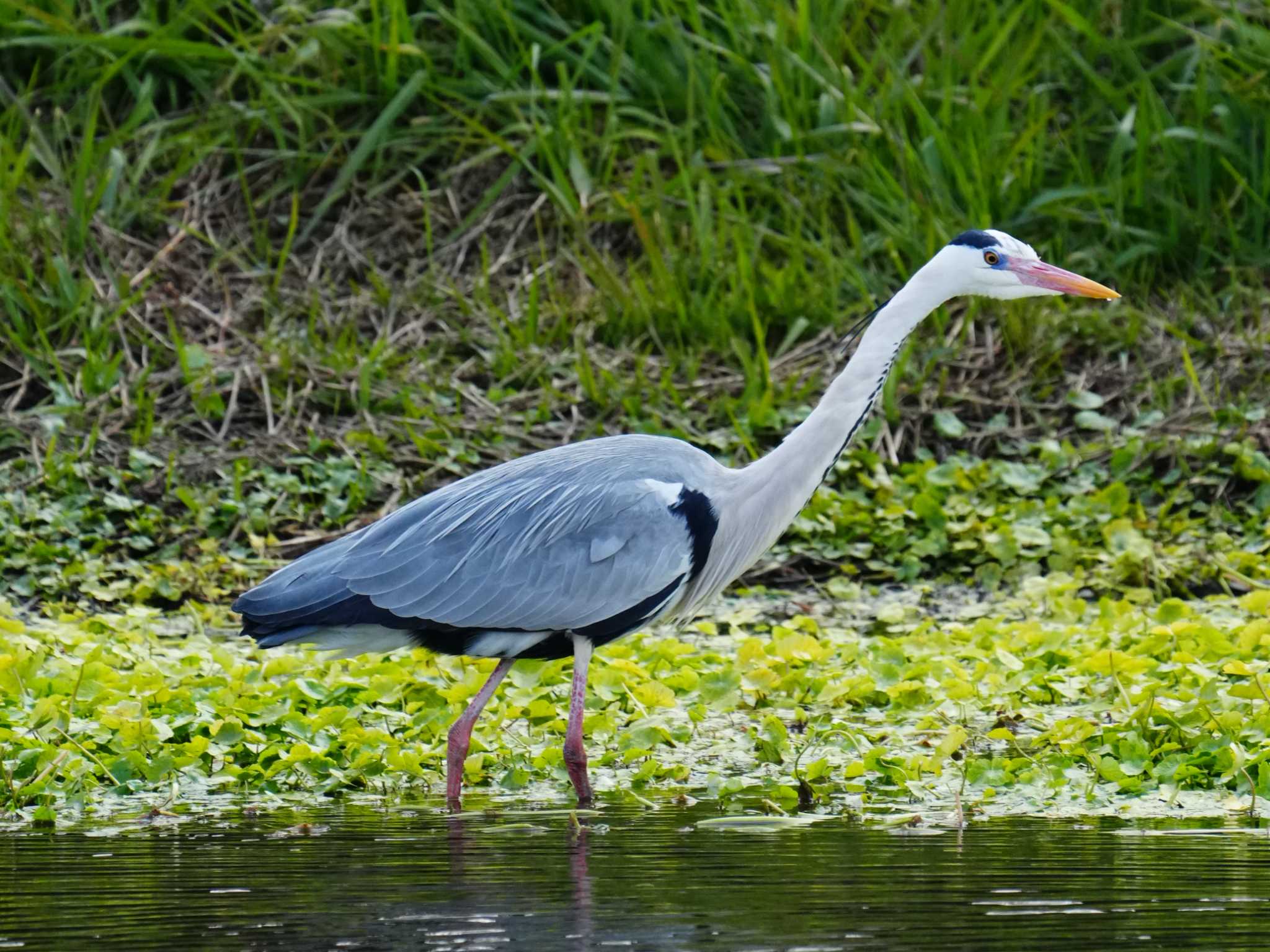 Photo of Grey Heron at 江津湖 by ksd_おがわ