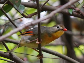 Red-billed Leiothrix 立田山 Mon, 10/9/2023