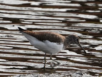 Green Sandpiper 江津湖 Sun, 2/11/2024