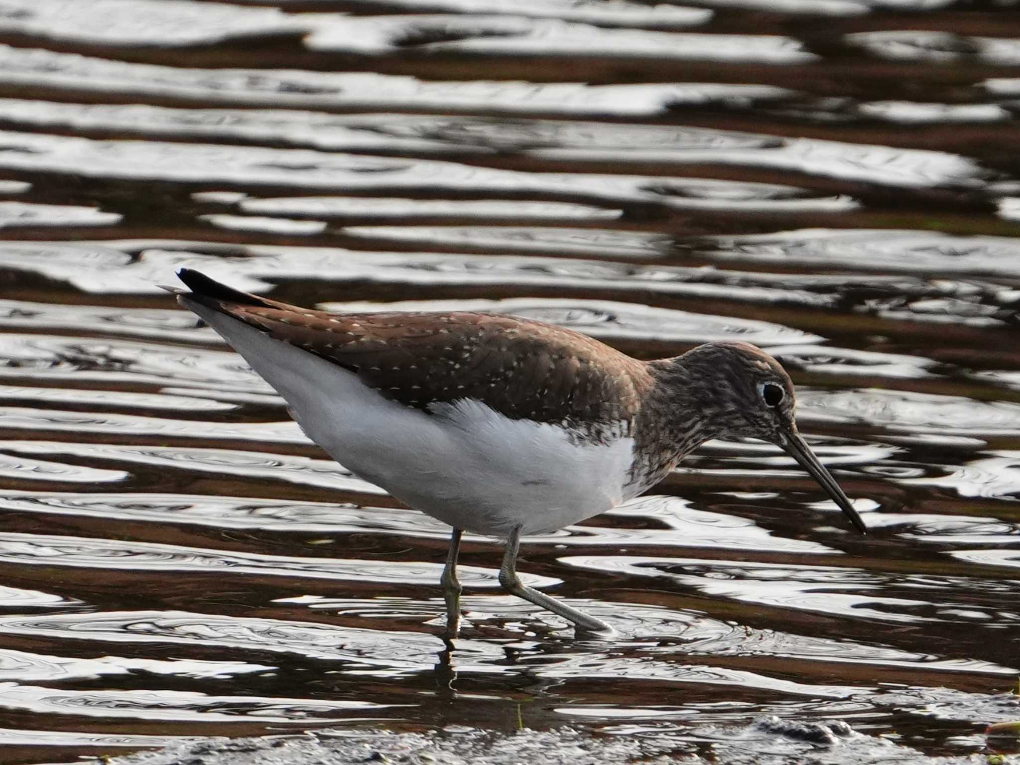 Green Sandpiper