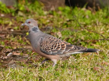 Oriental Turtle Dove 江津湖 Sun, 2/11/2024