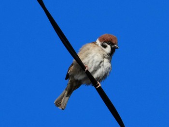Eurasian Tree Sparrow 天草 Mon, 2/12/2024