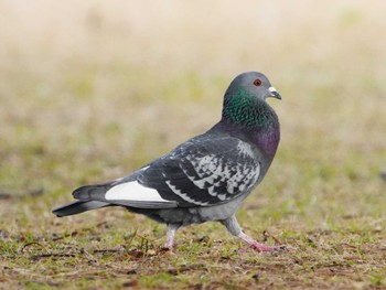 Rock Dove 江津湖 Sun, 2/11/2024