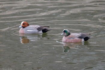 American Wigeon 千波湖 Sat, 3/23/2024