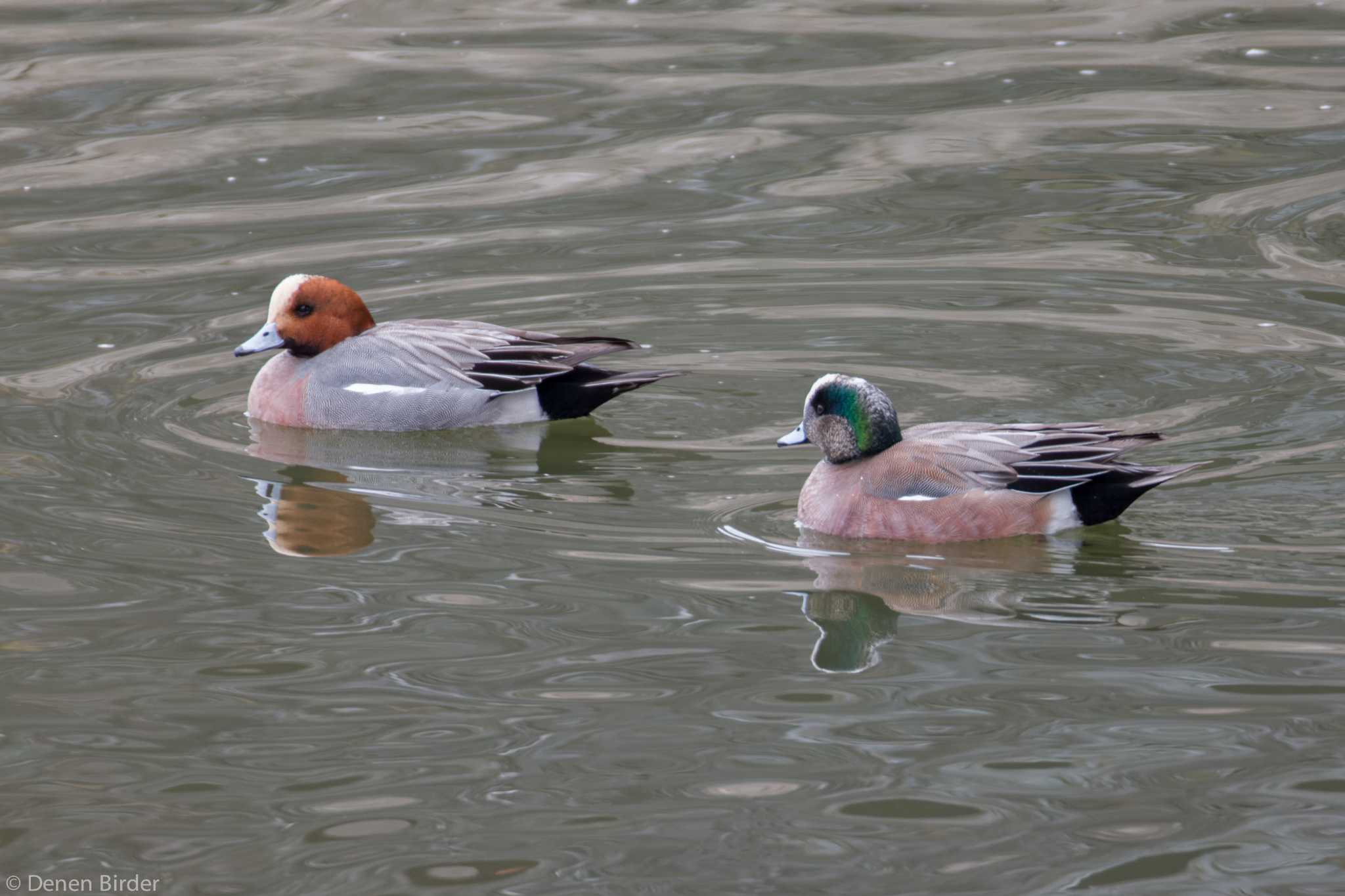 千波湖 アメリカヒドリの写真 by 田園Birder