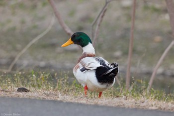 2024年3月23日(土) 千波湖の野鳥観察記録